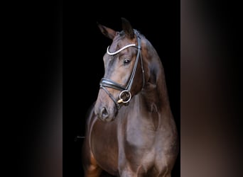 Hannoveraner, Wallach, 4 Jahre, 169 cm, Dunkelbrauner