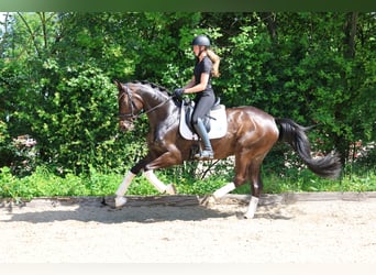 Hannoveraner, Wallach, 4 Jahre, 169 cm, Dunkelbrauner