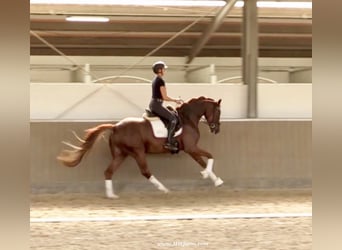 Hannoveraner, Wallach, 4 Jahre, 169 cm, Dunkelfuchs