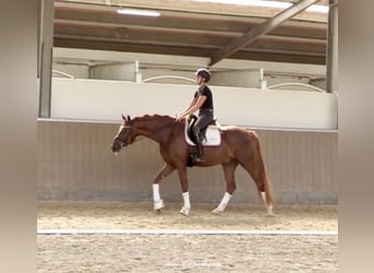 Hannoveraner, Wallach, 4 Jahre, 169 cm, Dunkelfuchs