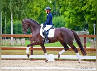 Hannoveraner, Wallach, 4 Jahre, 169 cm, Dunkelfuchs