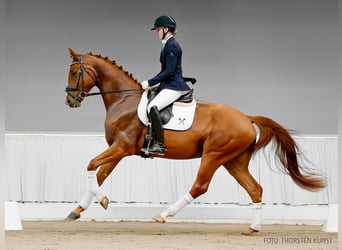 Hannoveraner, Wallach, 4 Jahre, 169 cm, Dunkelfuchs