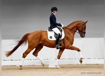 Hannoveraner, Wallach, 4 Jahre, 169 cm, Dunkelfuchs