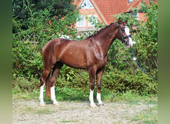 Hannoveraner, Wallach, 4 Jahre, 169 cm, Dunkelfuchs