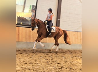 Hannoveraner, Wallach, 4 Jahre, 169 cm, Fuchs