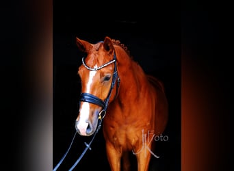 Hannoveraner, Wallach, 4 Jahre, 169 cm, Fuchs