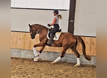 Hannoveraner, Wallach, 4 Jahre, 169 cm, Fuchs