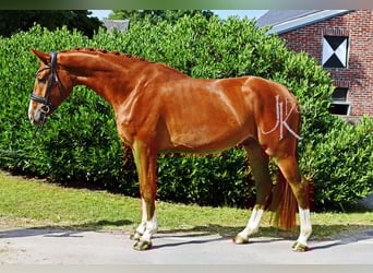 Hannoveraner, Wallach, 4 Jahre, 169 cm, Fuchs