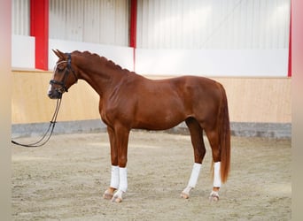 Hannoveraner, Wallach, 4 Jahre, 169 cm, Fuchs