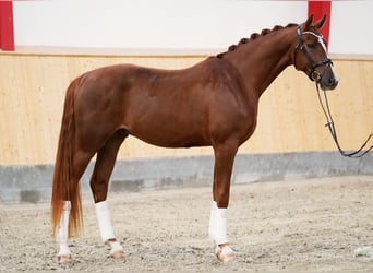 Hannoveraner, Wallach, 4 Jahre, 169 cm, Fuchs