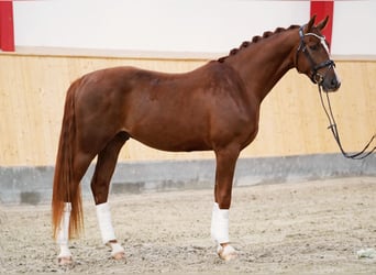 Hannoveraner, Wallach, 4 Jahre, 169 cm, Fuchs