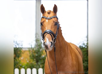 Hannoveraner, Wallach, 4 Jahre, 169 cm, Fuchs