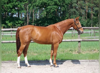 Hannoveraner, Wallach, 4 Jahre, 169 cm, Fuchs