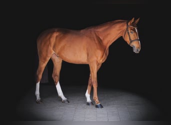 Hannoveraner, Wallach, 4 Jahre, 169 cm, Fuchs