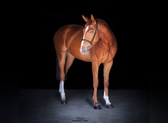 Hannoveraner, Wallach, 4 Jahre, 169 cm, Fuchs