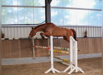 Hannoveraner, Wallach, 4 Jahre, 169 cm, Fuchs