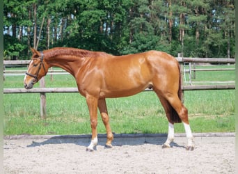 Hannoveraner, Wallach, 4 Jahre, 169 cm, Fuchs