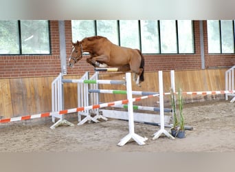 Hannoveraner, Wallach, 4 Jahre, 169 cm, Fuchs