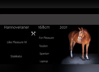 Hannoveraner, Wallach, 4 Jahre, 169 cm, Fuchs