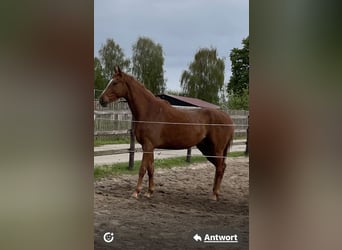Hannoveraner, Wallach, 4 Jahre, 169 cm, Fuchs