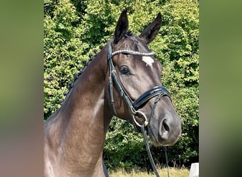 Hannoveraner, Wallach, 4 Jahre, 169 cm, Rappe