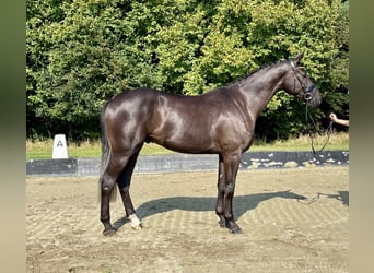 Hannoveraner, Wallach, 4 Jahre, 169 cm, Rappe