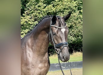 Hannoveraner, Wallach, 4 Jahre, 169 cm, Rappe