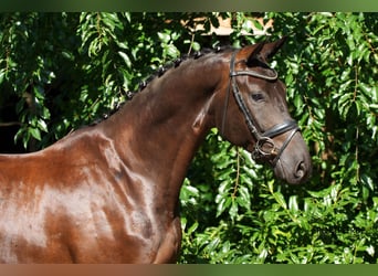 Hannoveraner, Wallach, 4 Jahre, 169 cm, Rappe