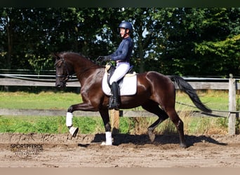 Hannoveraner, Wallach, 4 Jahre, 169 cm, Rappe