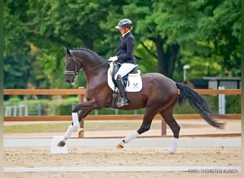 Hannoveraner, Wallach, 4 Jahre, 169 cm, Rappe
