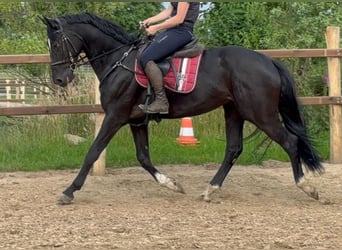 Hannoveraner, Wallach, 4 Jahre, 169 cm, Rappe