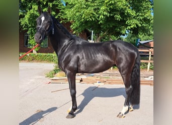 Hannoveraner, Wallach, 4 Jahre, 169 cm, Rappe
