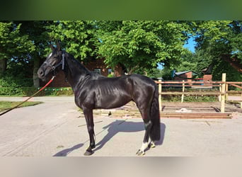 Hannoveraner, Wallach, 4 Jahre, 169 cm, Rappe
