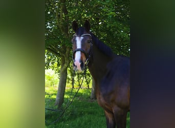 Hannoveraner, Wallach, 4 Jahre, 169 cm, Schwarzbrauner