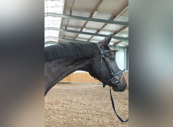 Hannoveraner, Wallach, 4 Jahre, 169 cm, Schwarzbrauner