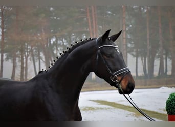 Hannoveraner, Wallach, 4 Jahre, 169 cm, Schwarzbrauner