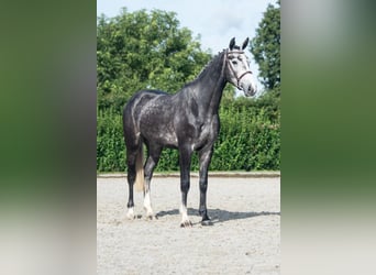 Hannoveraner, Wallach, 4 Jahre, 170 cm, Apfelschimmel