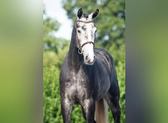 Hannoveraner, Wallach, 4 Jahre, 170 cm, Apfelschimmel