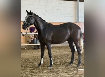 Hannoveraner, Wallach, 4 Jahre, 170 cm, Apfelschimmel