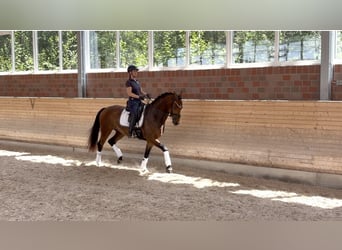 Hannoveraner, Wallach, 4 Jahre, 170 cm, Brauner
