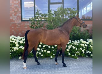 Hannoveraner, Wallach, 4 Jahre, 170 cm, Brauner