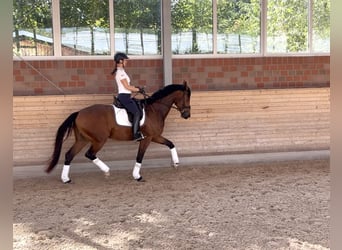 Hannoveraner, Wallach, 4 Jahre, 170 cm, Brauner