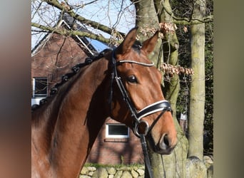 Hannoveraner, Wallach, 4 Jahre, 170 cm, Brauner