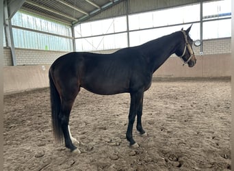 Hannoveraner, Wallach, 4 Jahre, 170 cm, Brauner