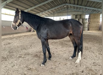 Hannoveraner, Wallach, 4 Jahre, 170 cm, Brauner