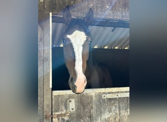Hannoveraner, Wallach, 4 Jahre, 170 cm, Brauner