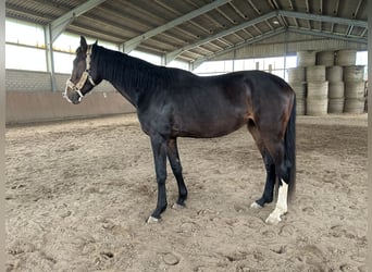 Hannoveraner, Wallach, 4 Jahre, 170 cm, Brauner