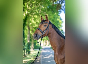 Hannoveraner, Wallach, 4 Jahre, 170 cm, Brauner