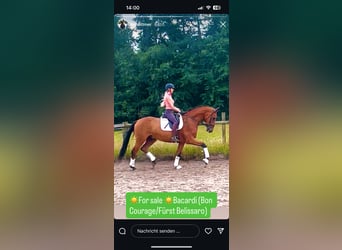 Hannoveraner, Wallach, 4 Jahre, 170 cm, Brauner