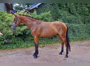 Hannoveraner, Wallach, 4 Jahre, 170 cm, Brauner